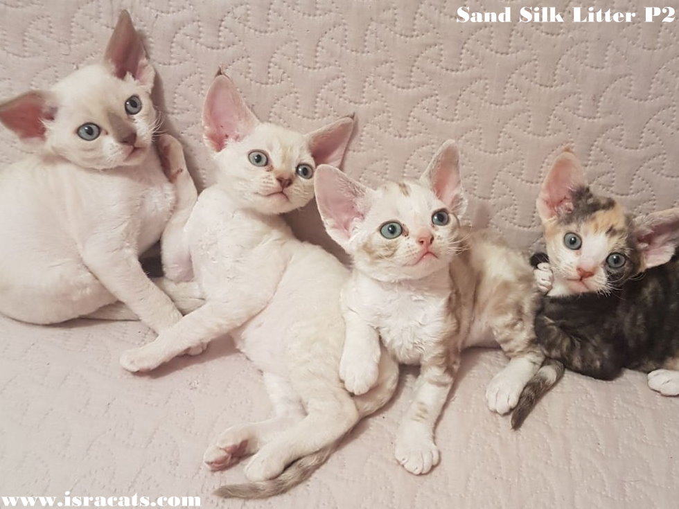 Sand Silk Litter P2 